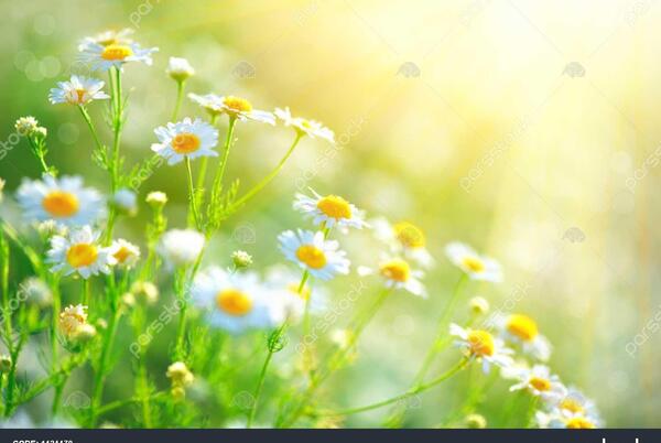 عکس زیبای طبیعت تابستان