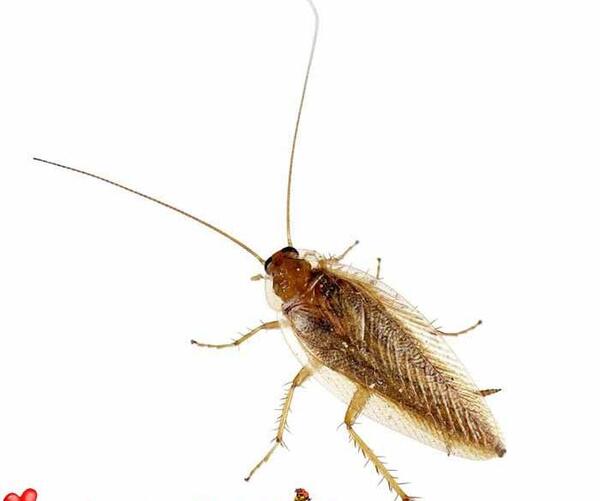 عکس سوسک ریز بالدار
