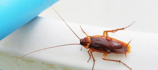 عکس سوسک ریز بالدار