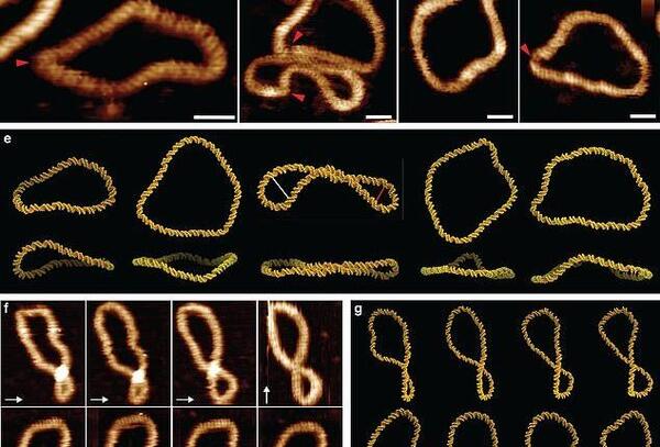 عکس واقعی dna