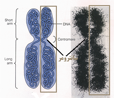عکس واقعی dna