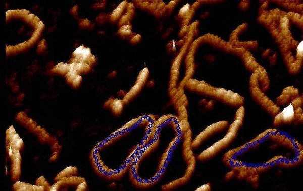 عکس واقعی dna