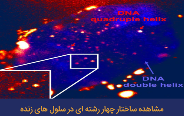 عکس واقعی dna