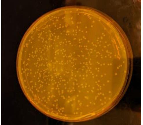 عکس واقعی dna