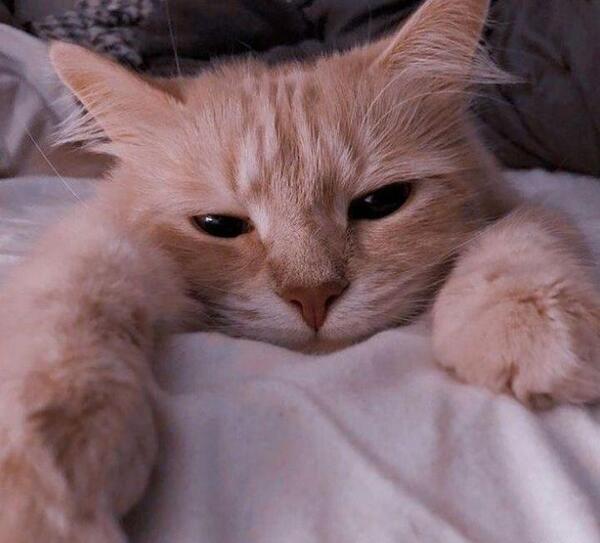 عکس پروف گربه