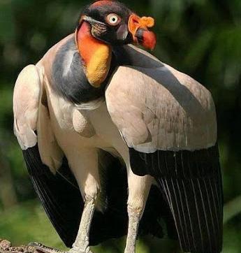عکس عقاب شاه