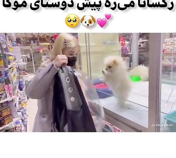 عکس سگ رکسانا