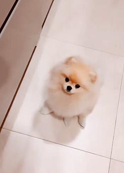 عکس سگ رکسانا