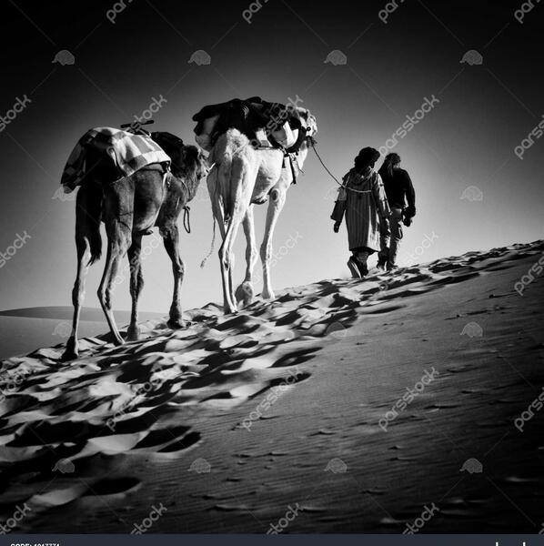 عکس شخصی شتر