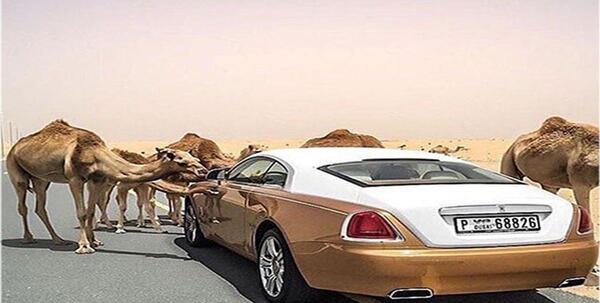 عکس شخصی شتر