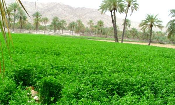 عکس درخت یونجه