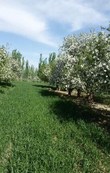عکس درخت یونجه