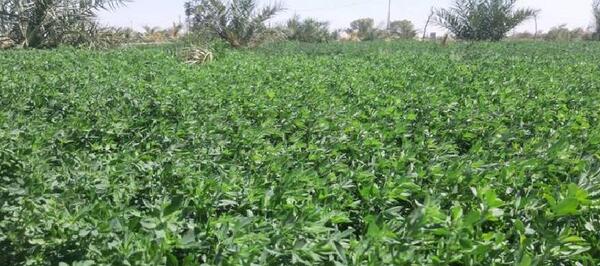 عکس درخت یونجه