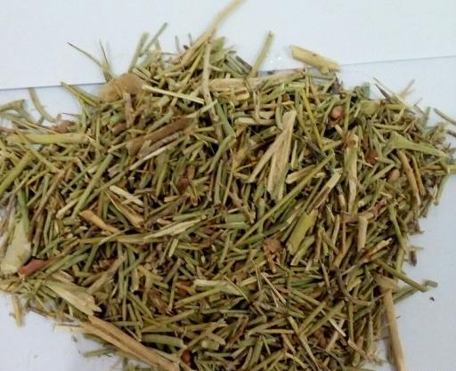 عکس گیاه شتر خار