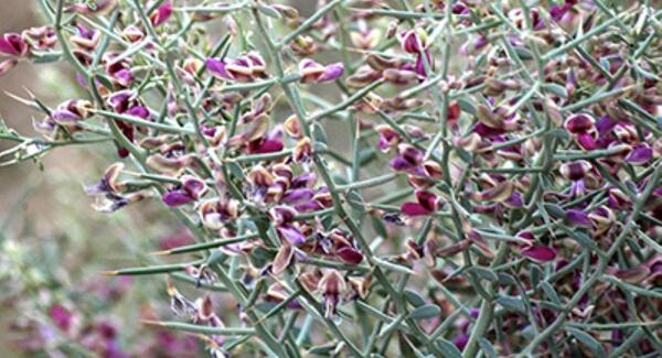 عکس گیاه شتر خار
