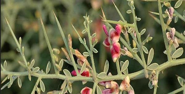 عکس گیاه شتر خار