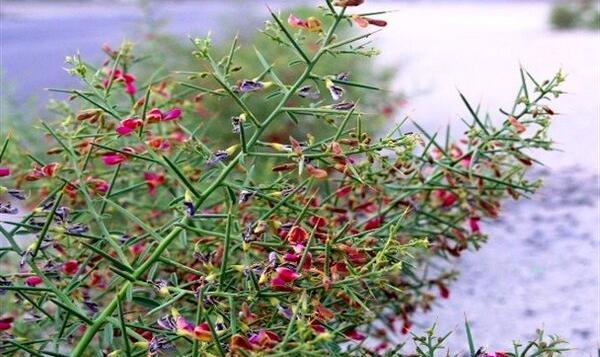 عکس گیاه شتر خار