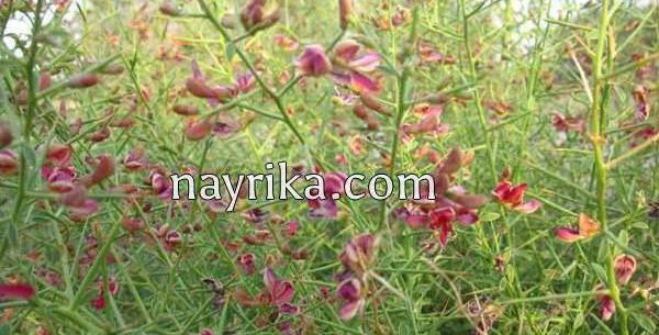 عکس گیاه شتر خار