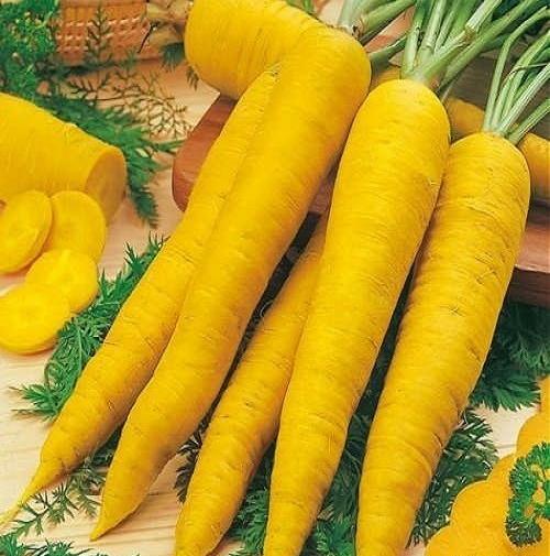 عکس زردک ایرانی