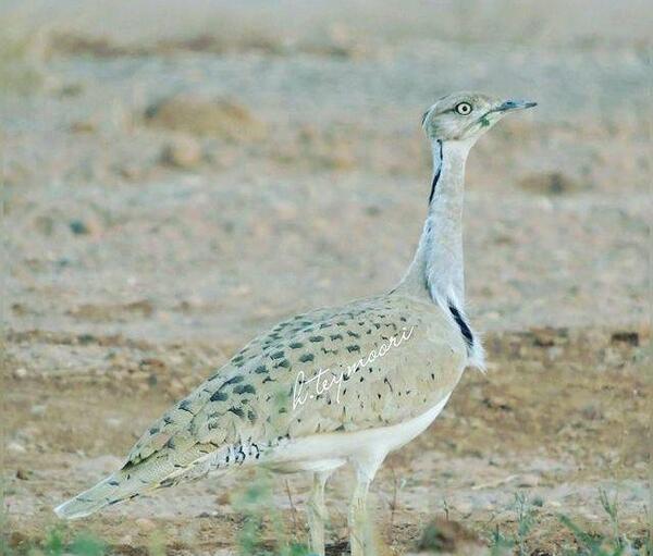 عکس جوجه آهو بره