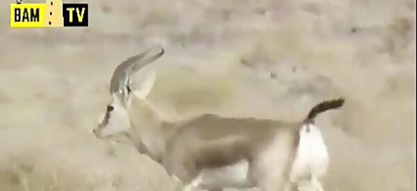 عکس جوجه آهو بره