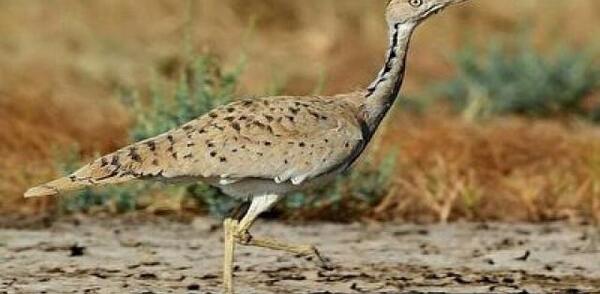 عکس جوجه آهو بره