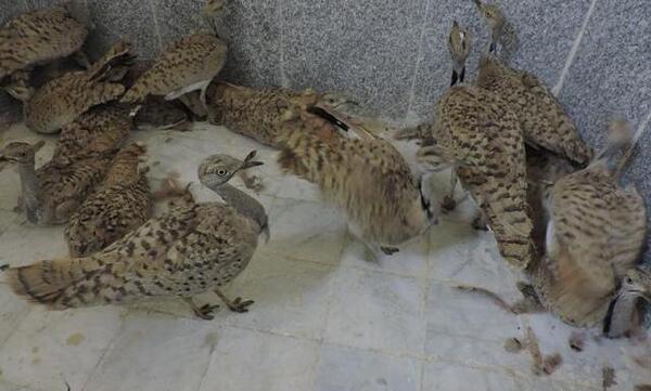 عکس جوجه آهو بره