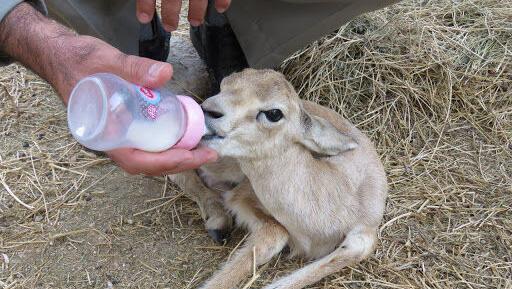 عکس جوجه آهو بره
