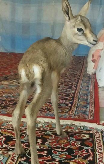 عکس جوجه آهو بره