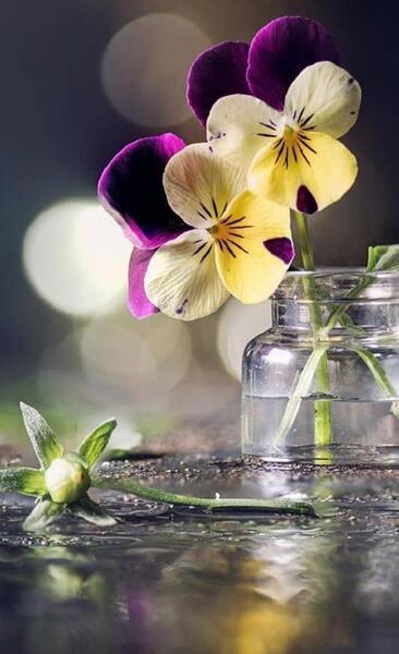 عکس گل برای تصویر زمینه