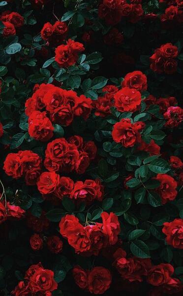 عکس گل برای تصویر زمینه