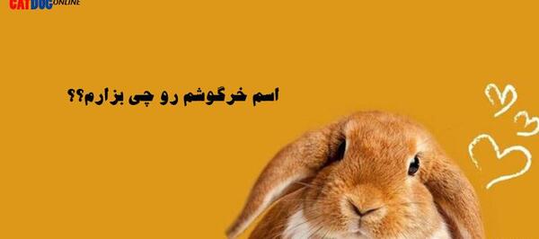 عکس خرگوش شیک
