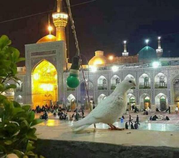 عکس حرم امام رضا و کبوتراش