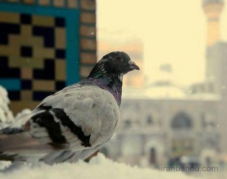 عکس حرم امام رضا و کبوتراش