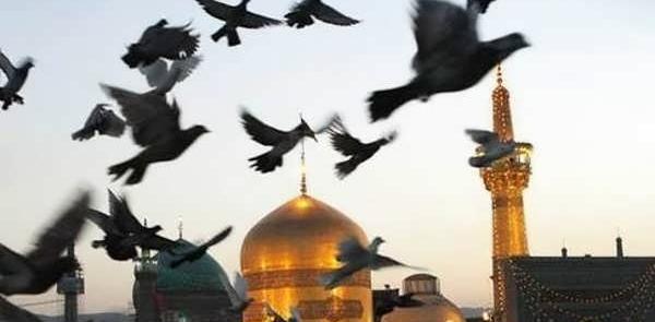 عکس حرم امام رضا و کبوتراش
