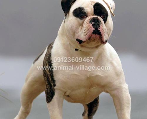 عکس سگ بولداگ امریکایی