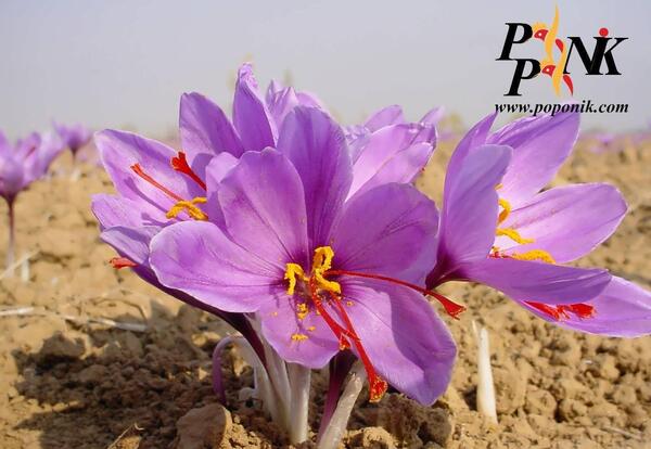 عکس درخت زعفران