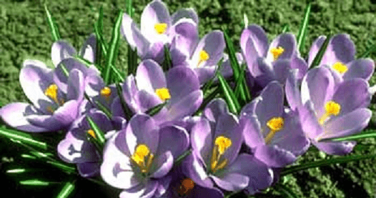 عکس درخت زعفران