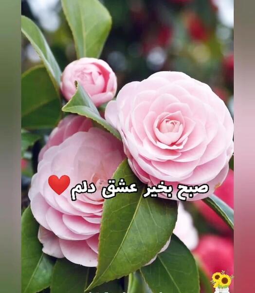 عکس صبح بخیر برای عشقت