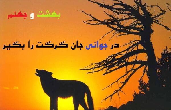 عکس گرگ جهنمی