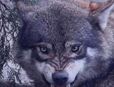 عکس گرگ جهنمی