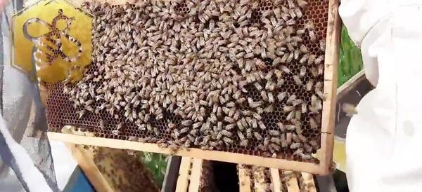 عکس ملکه نژاد قفقازی
