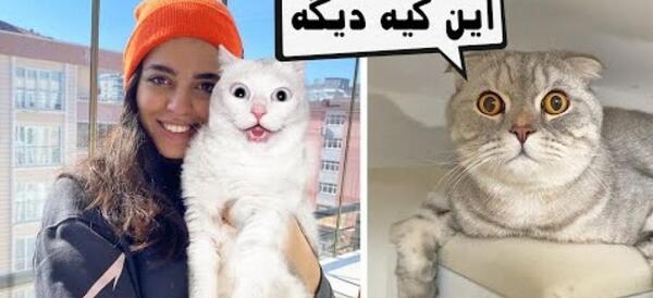 عکس گربه خیابانی