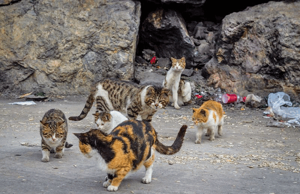 عکس گربه خیابانی