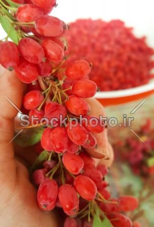 عکسهای زرشک کوهی