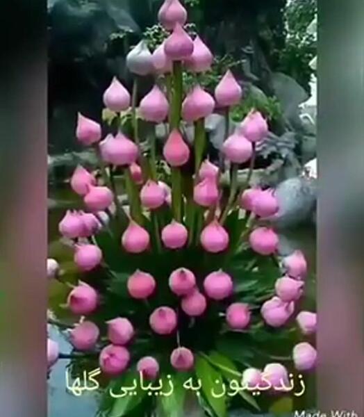 عکس وضعیت واتساپ گل
