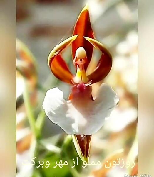 عکس وضعیت واتساپ گل