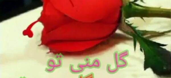 عکس وضعیت واتساپ گل