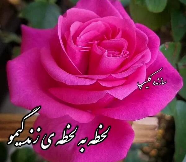 عکس وضعیت واتساپ گل