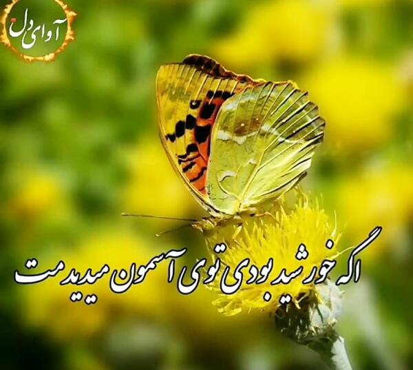 عکس وضعیت واتساپ گل